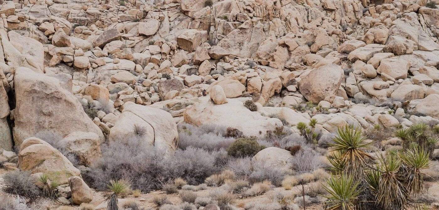 FIND YOUR VIEW: JOSHUA TREE